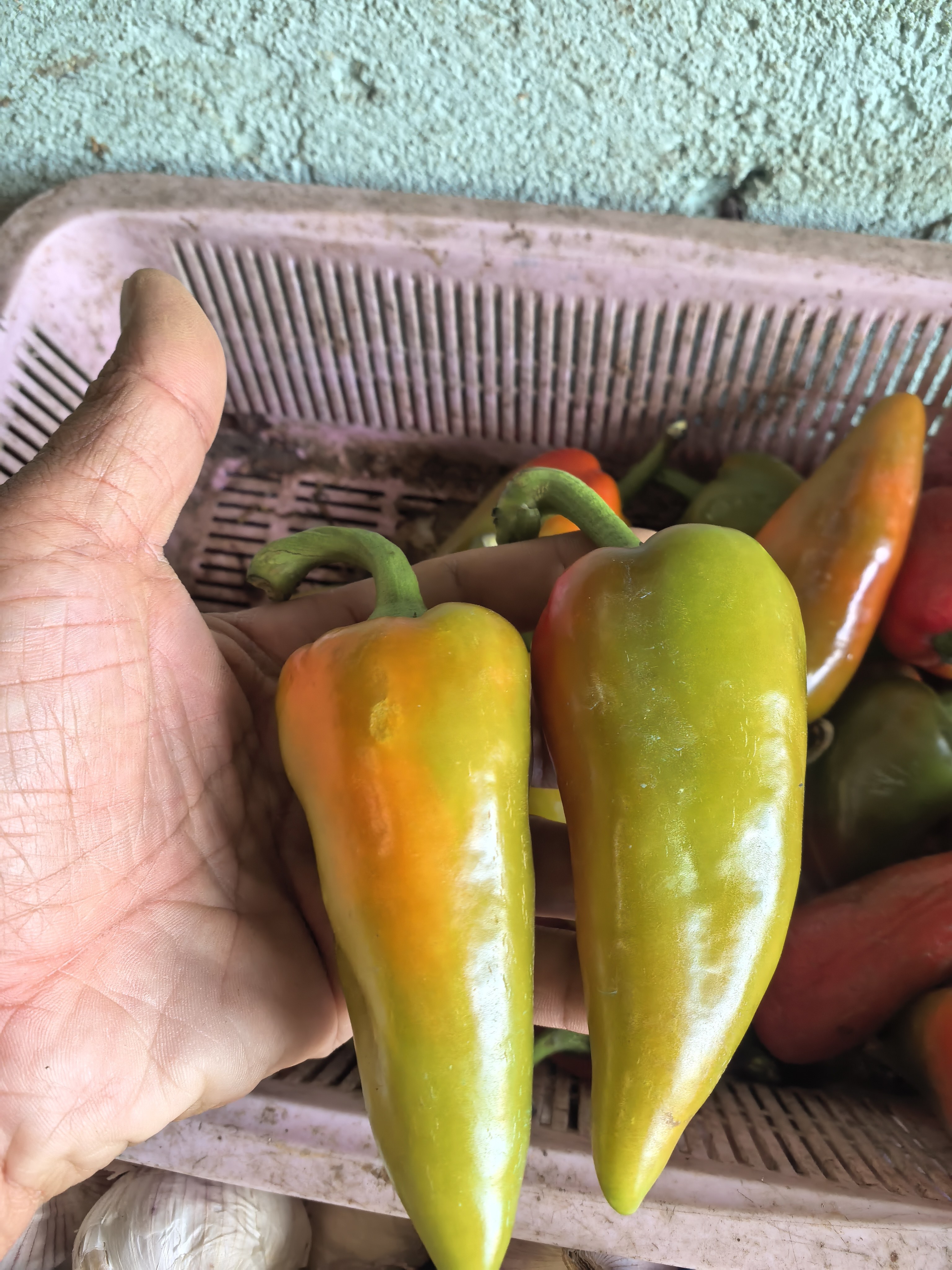 Bell Pepper photo 2