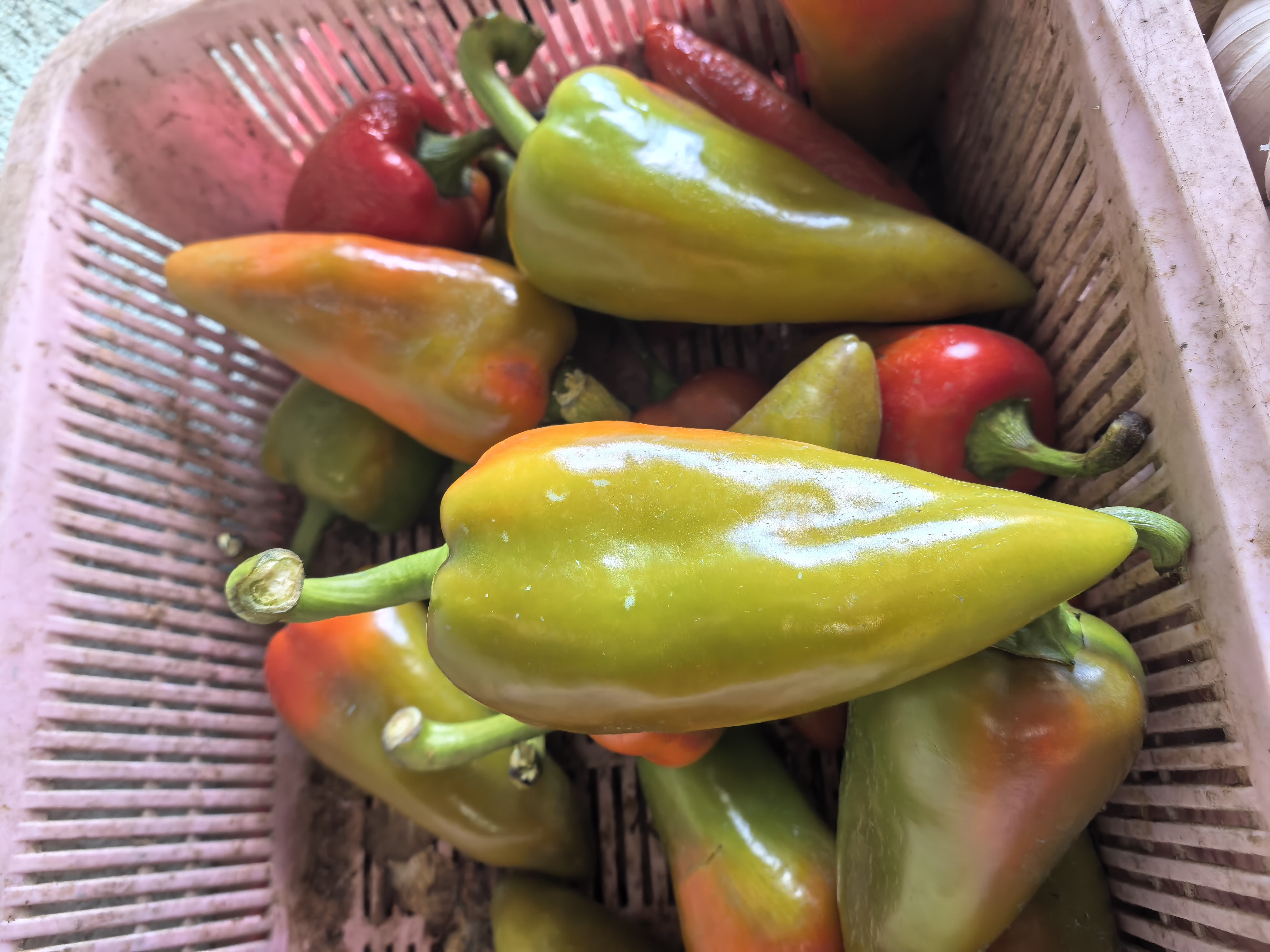 Bell Pepper photo 3
