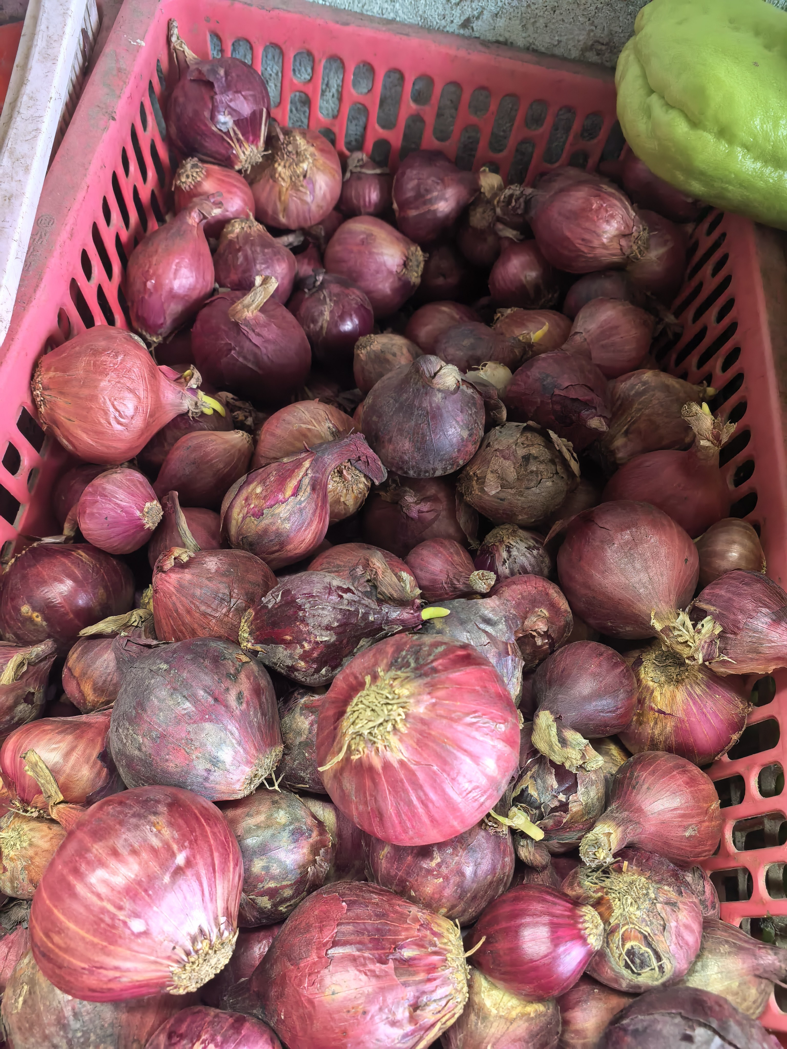 Sibuyas (Onion) photo 2