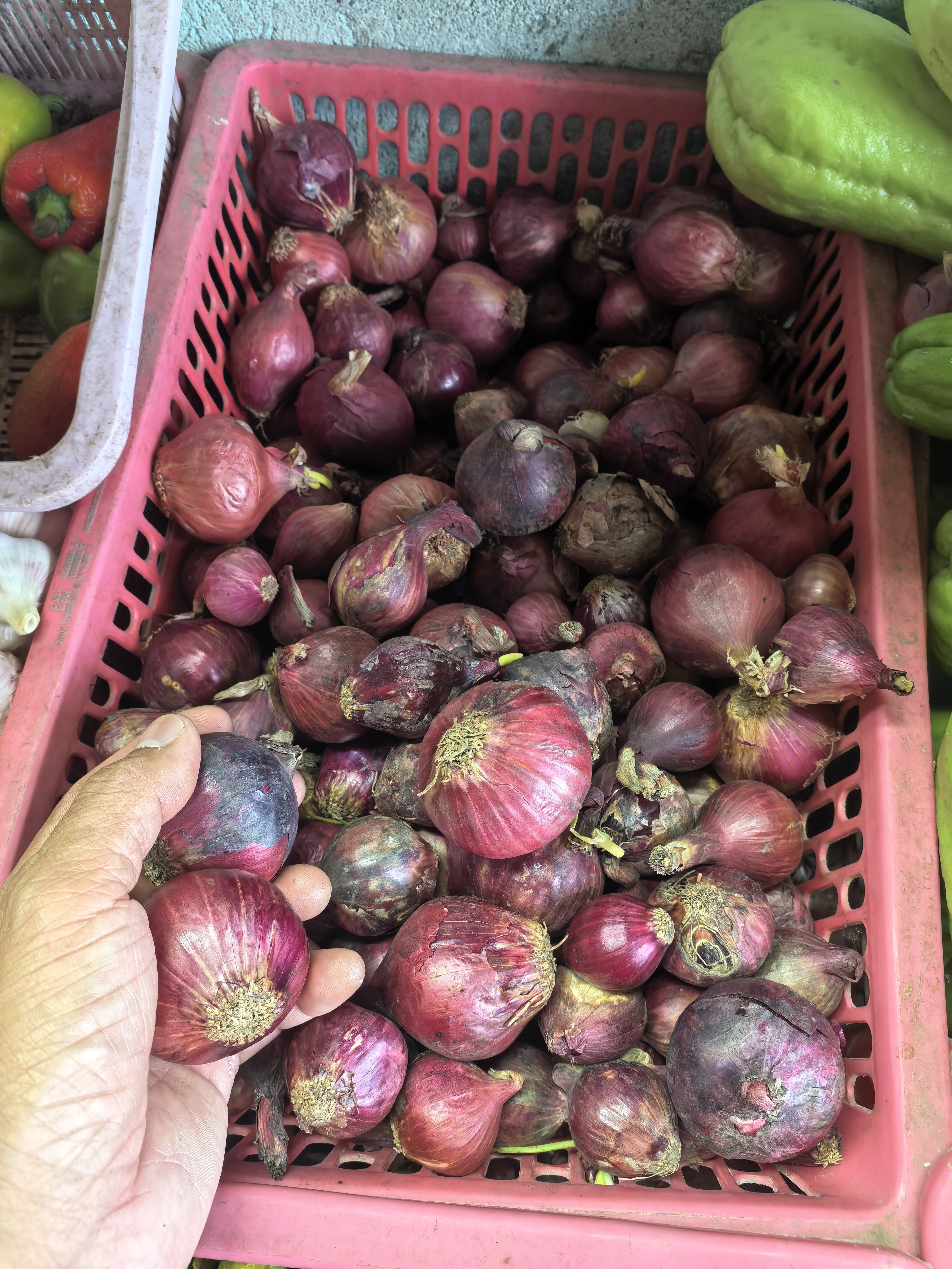 Sibuyas (Onion) photo 3