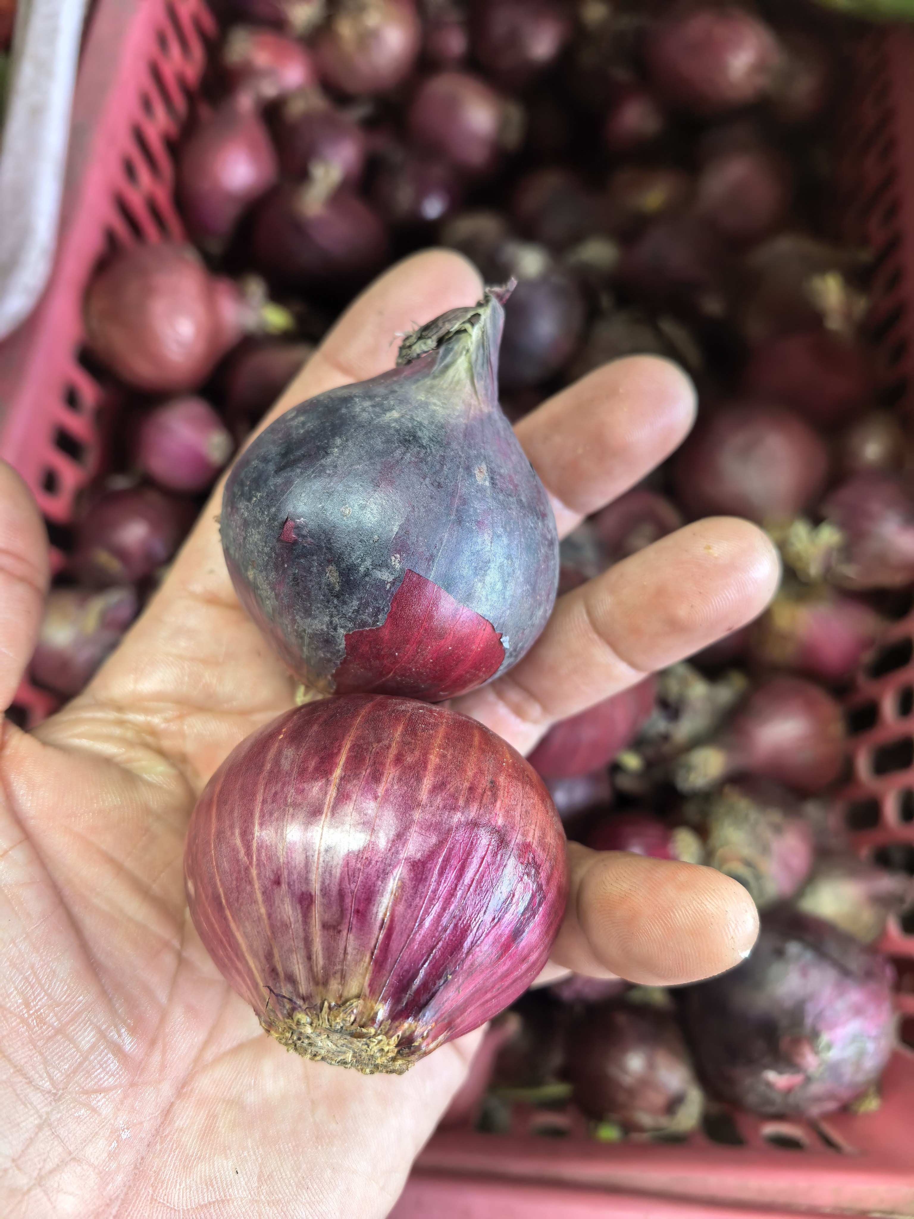 Sibuyas (Onion)