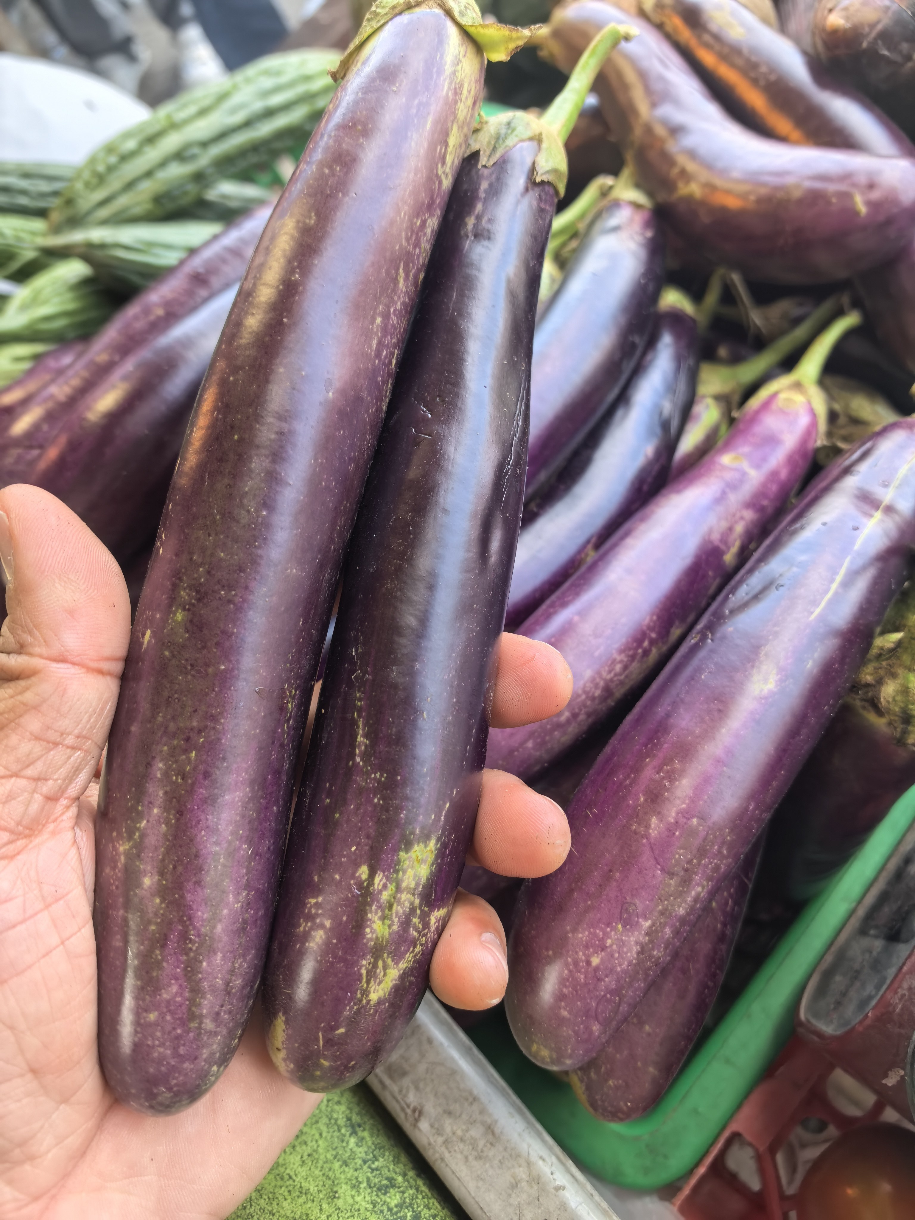 Talong(Eggplant)