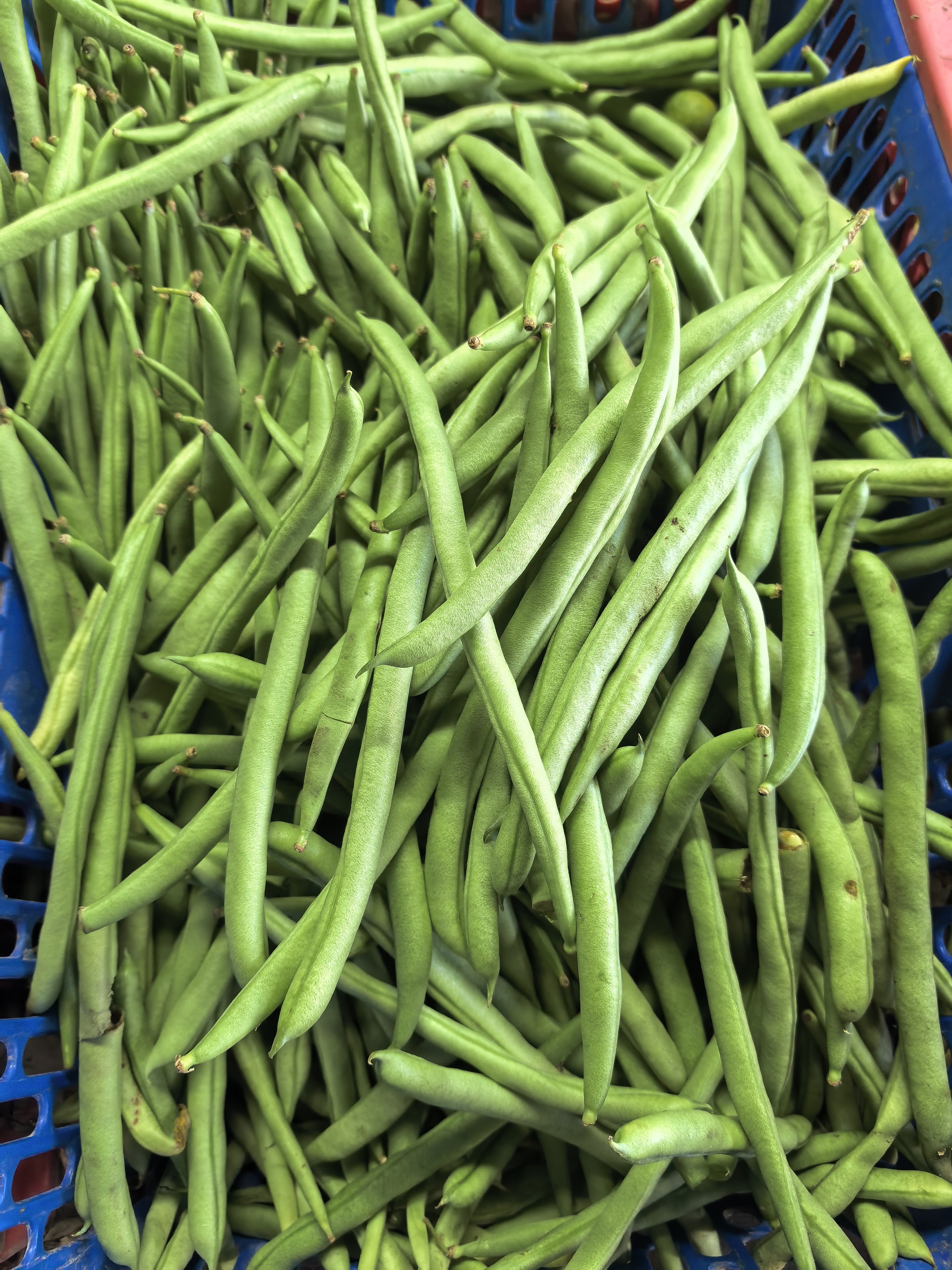 Baguio Beans photo 3