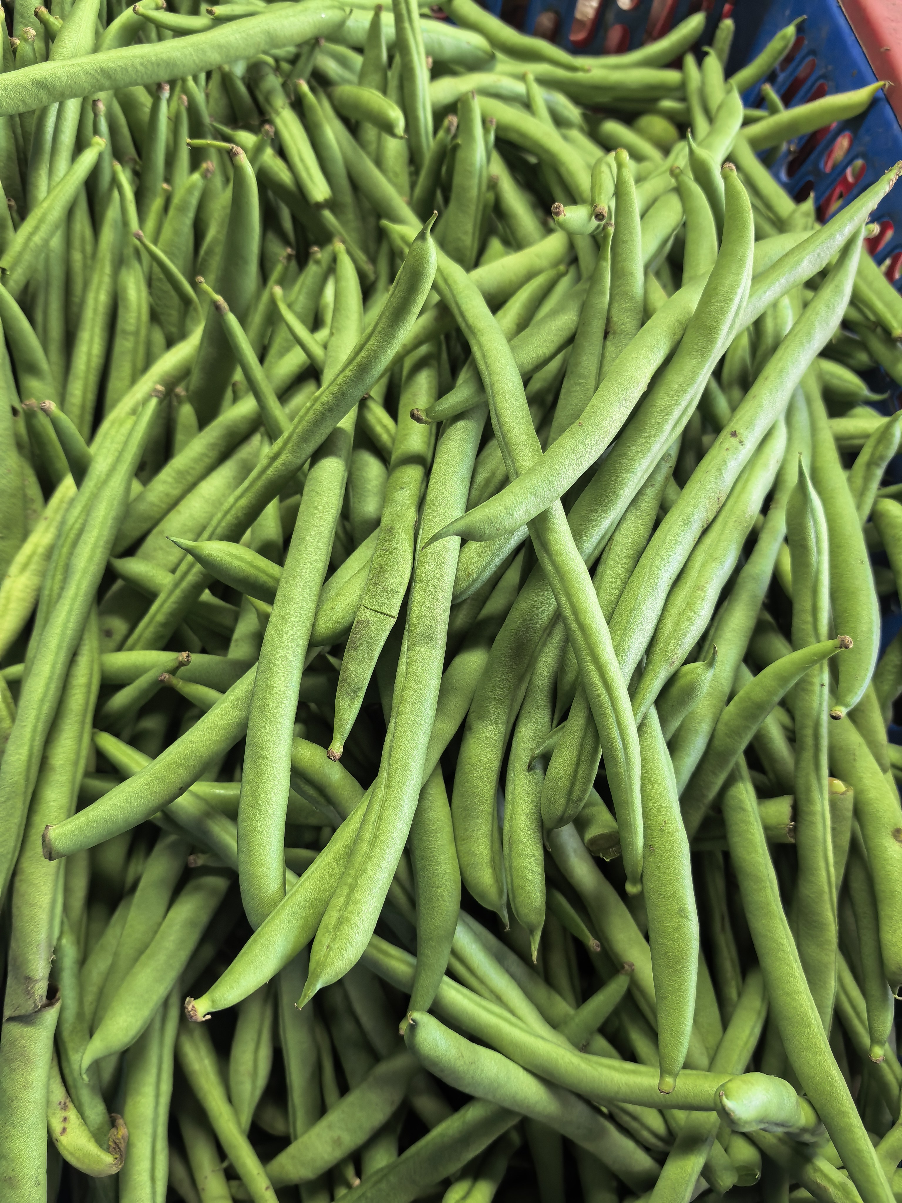 Baguio Beans photo 2