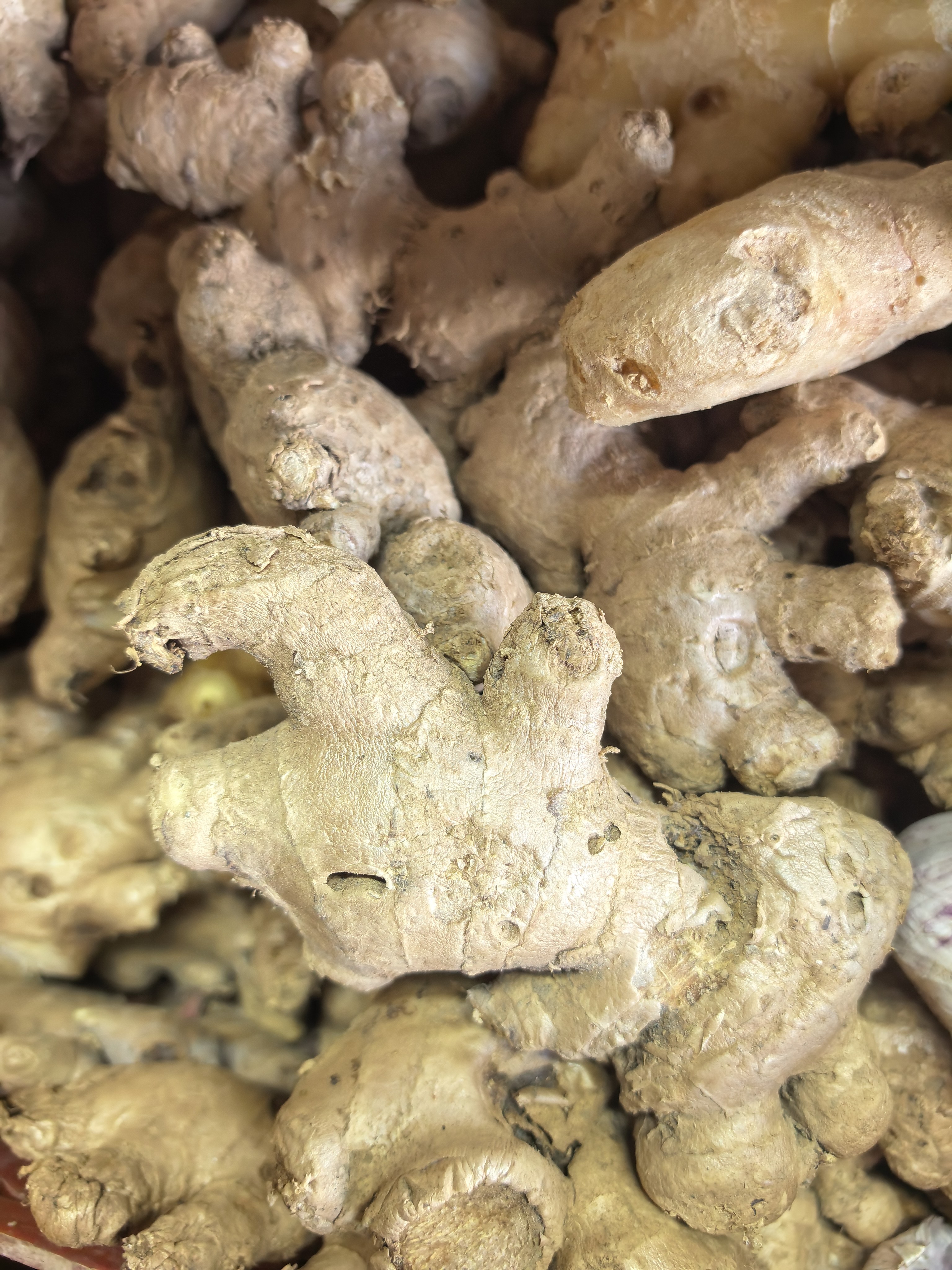 Luya(Ginger) photo 3