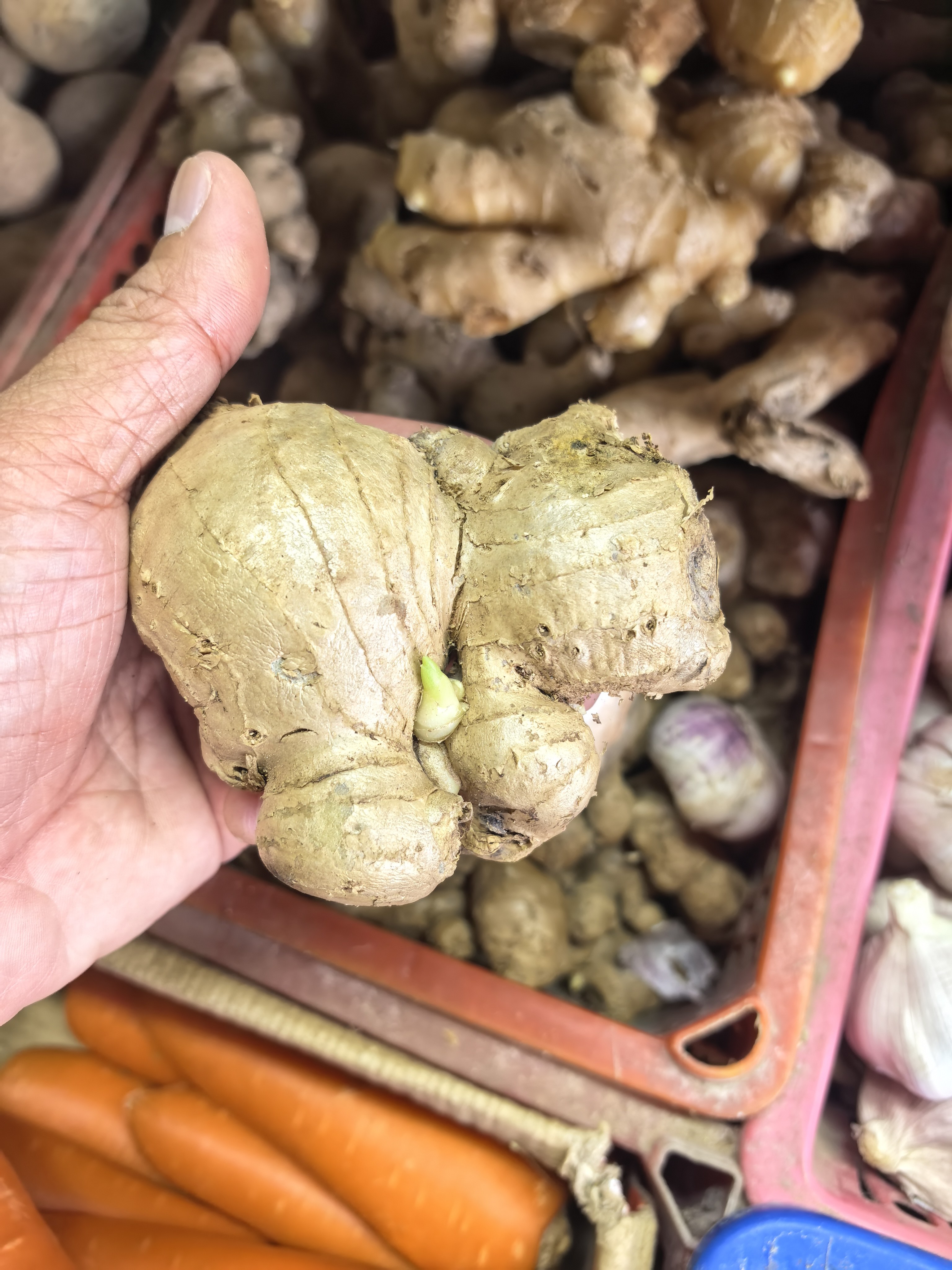Luya(Ginger) photo 2