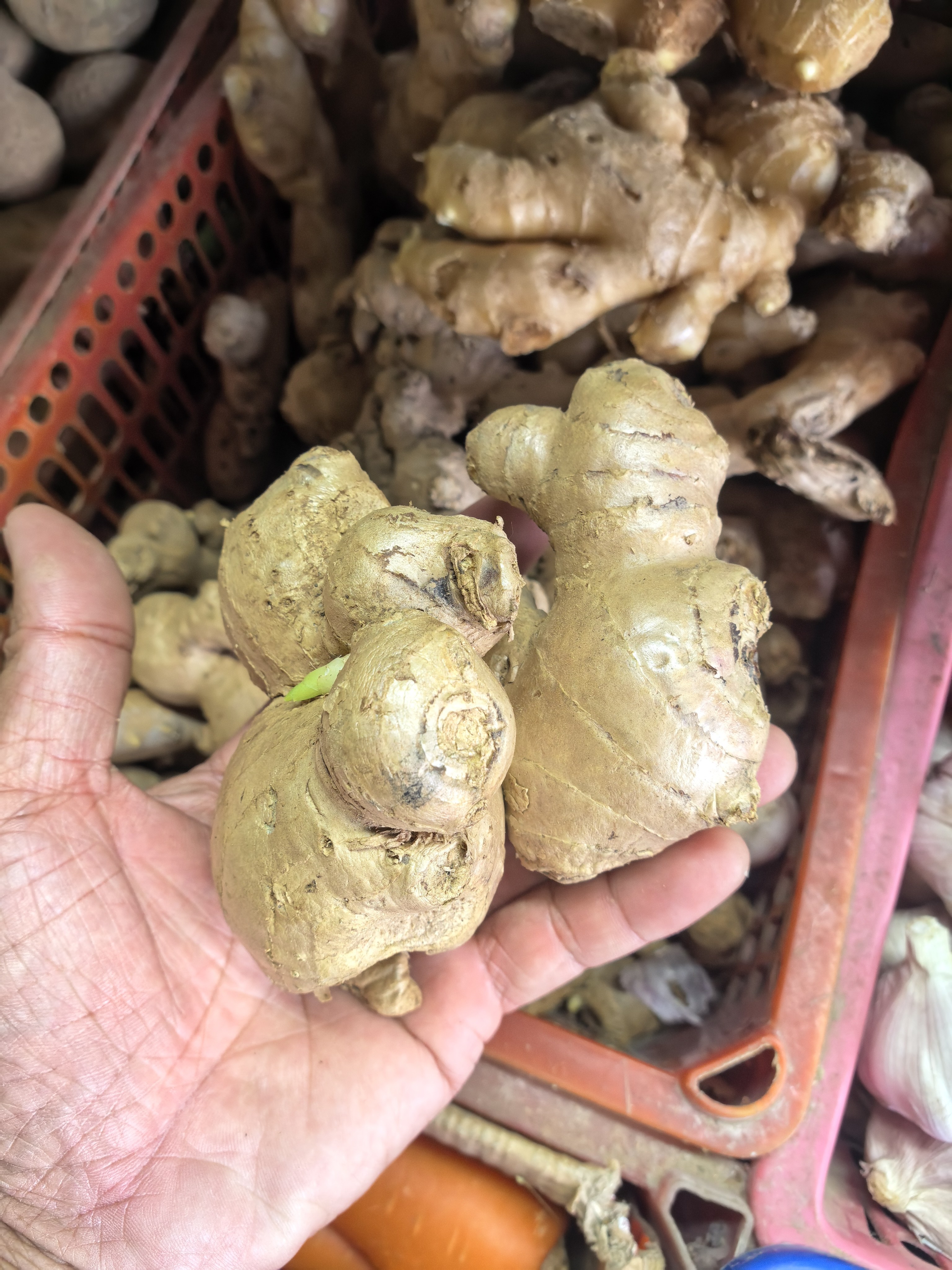 Luya(Ginger)