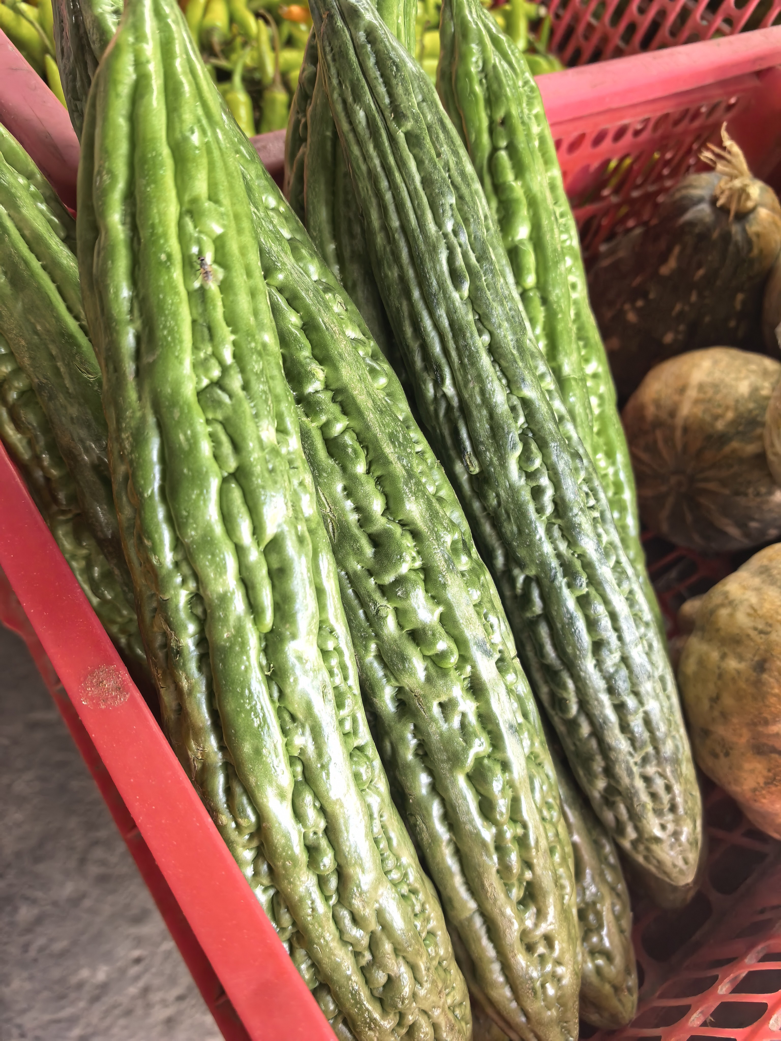 Ampalaya