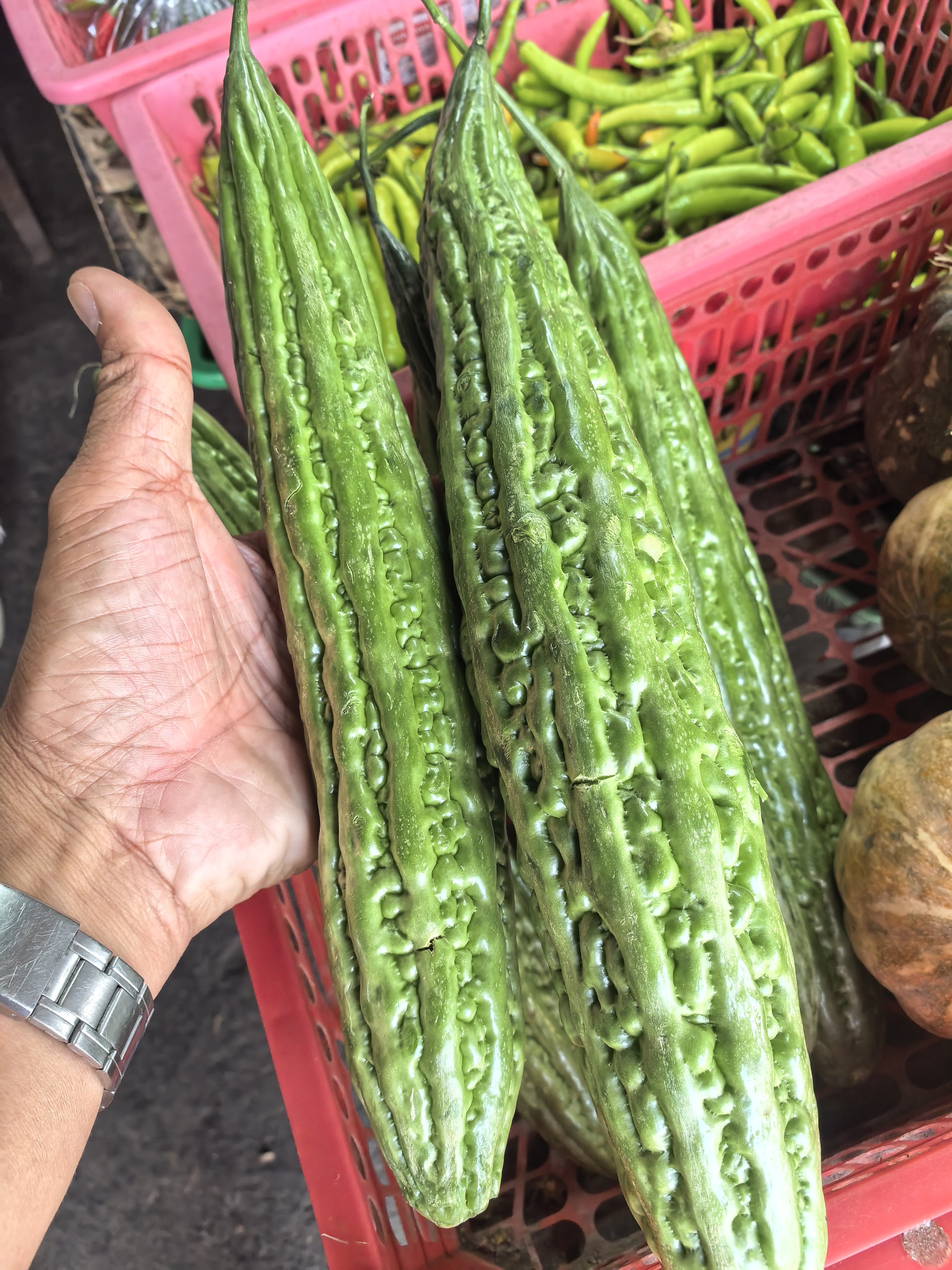 Ampalaya photo 2