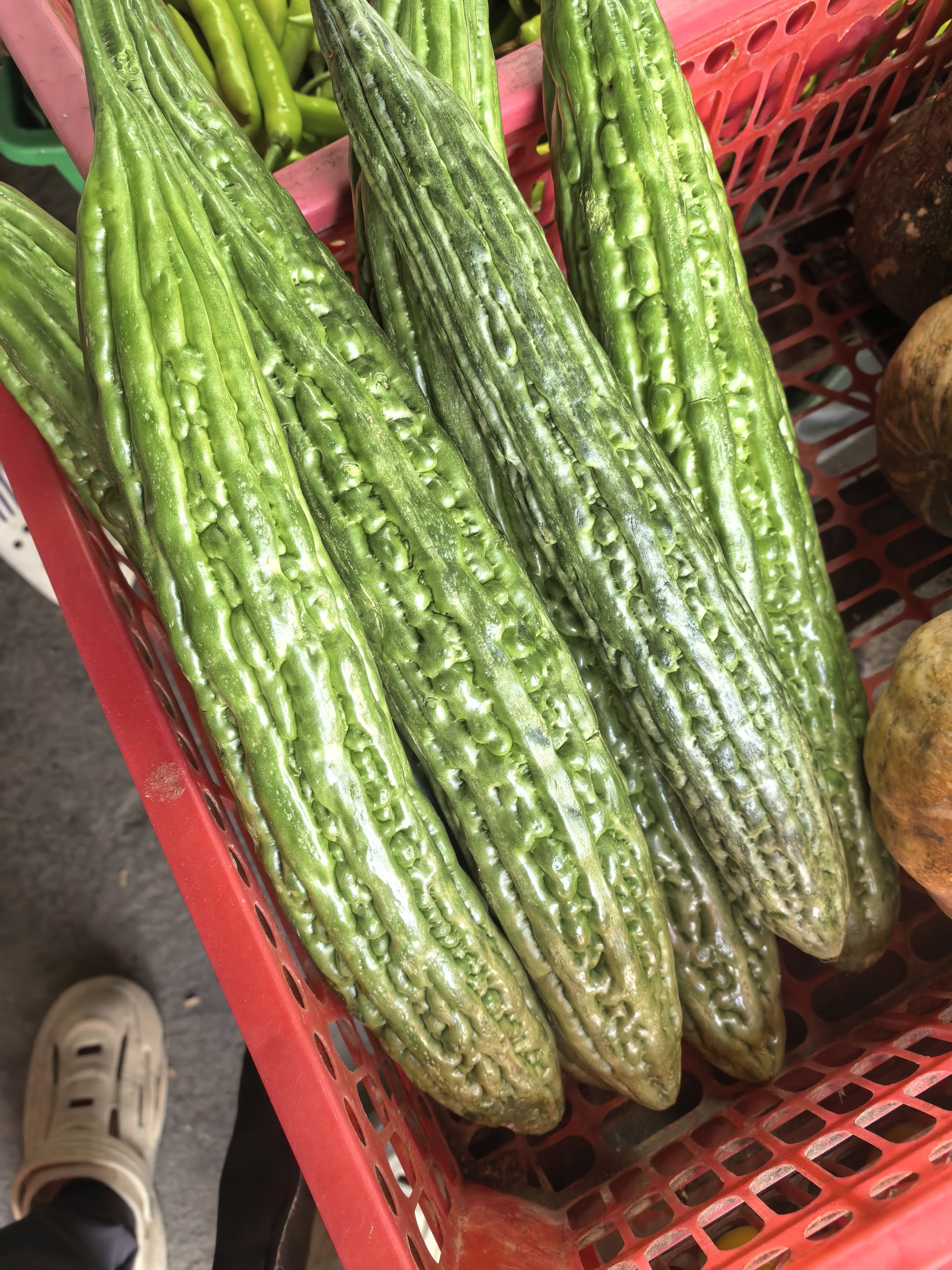 Ampalaya photo 3