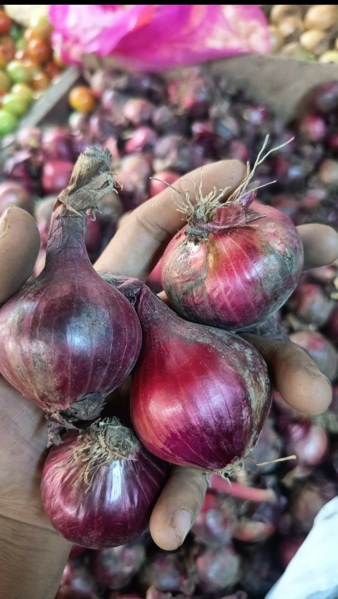 onion