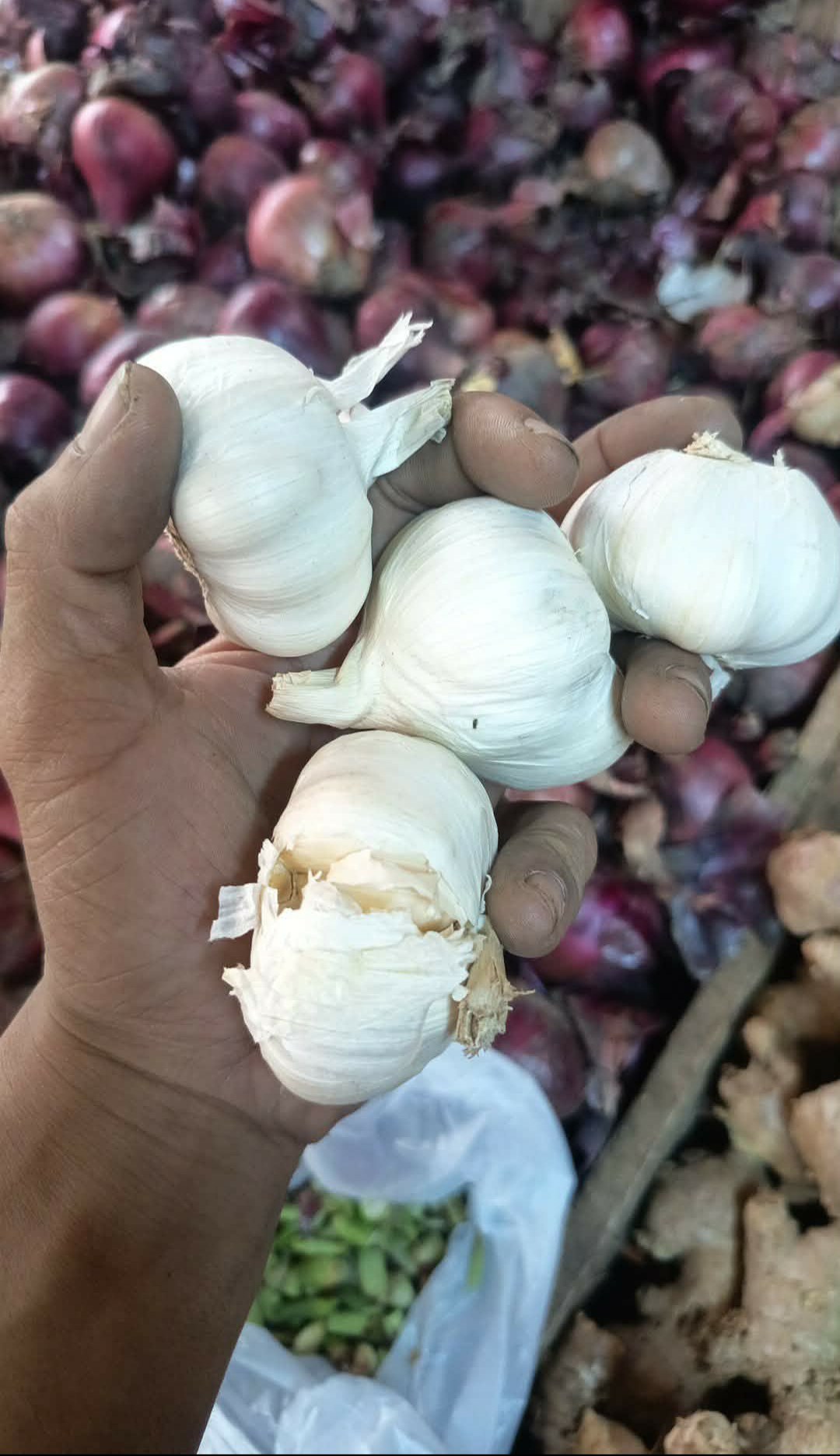 bawang