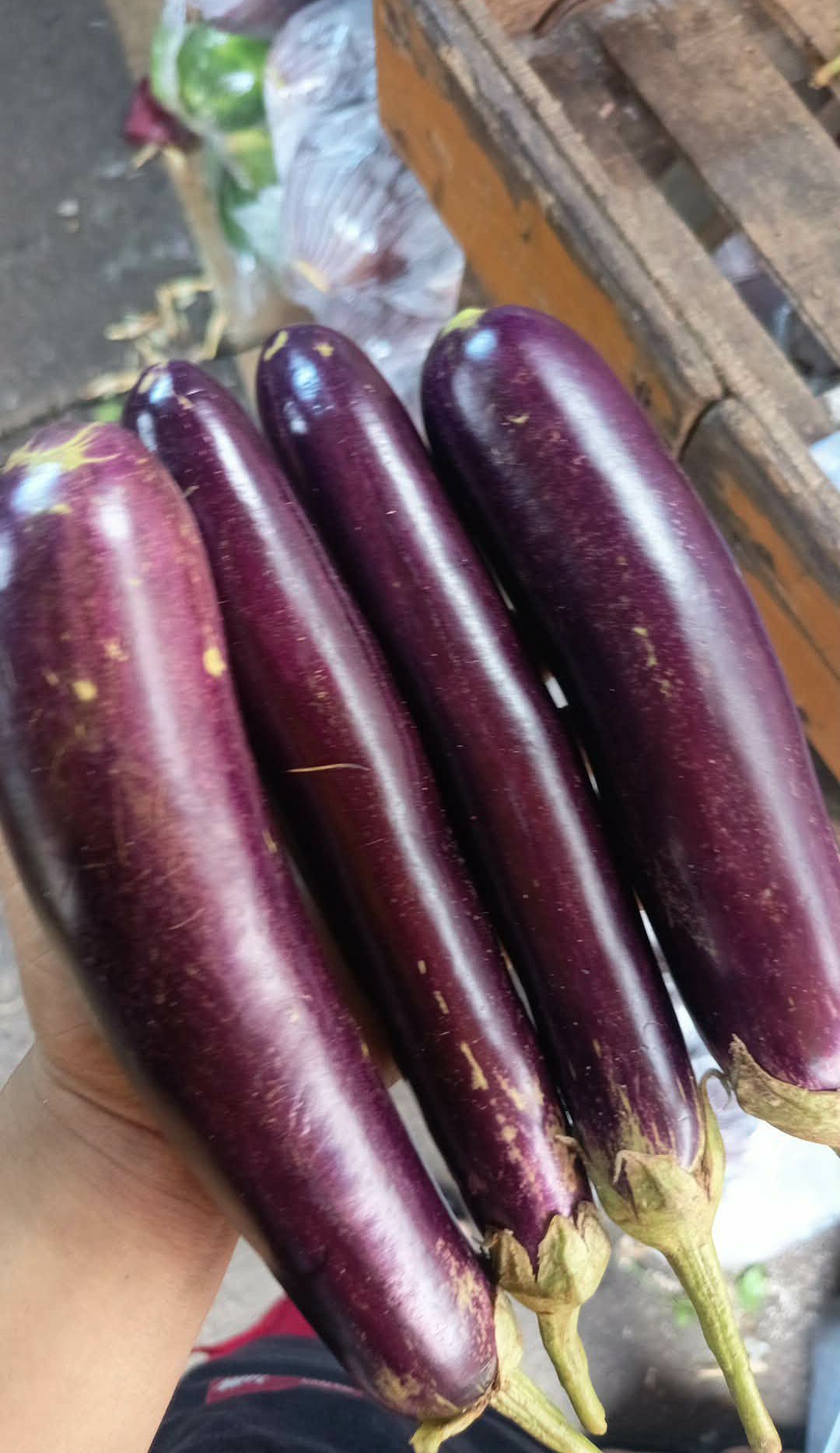 Eggplant/talong