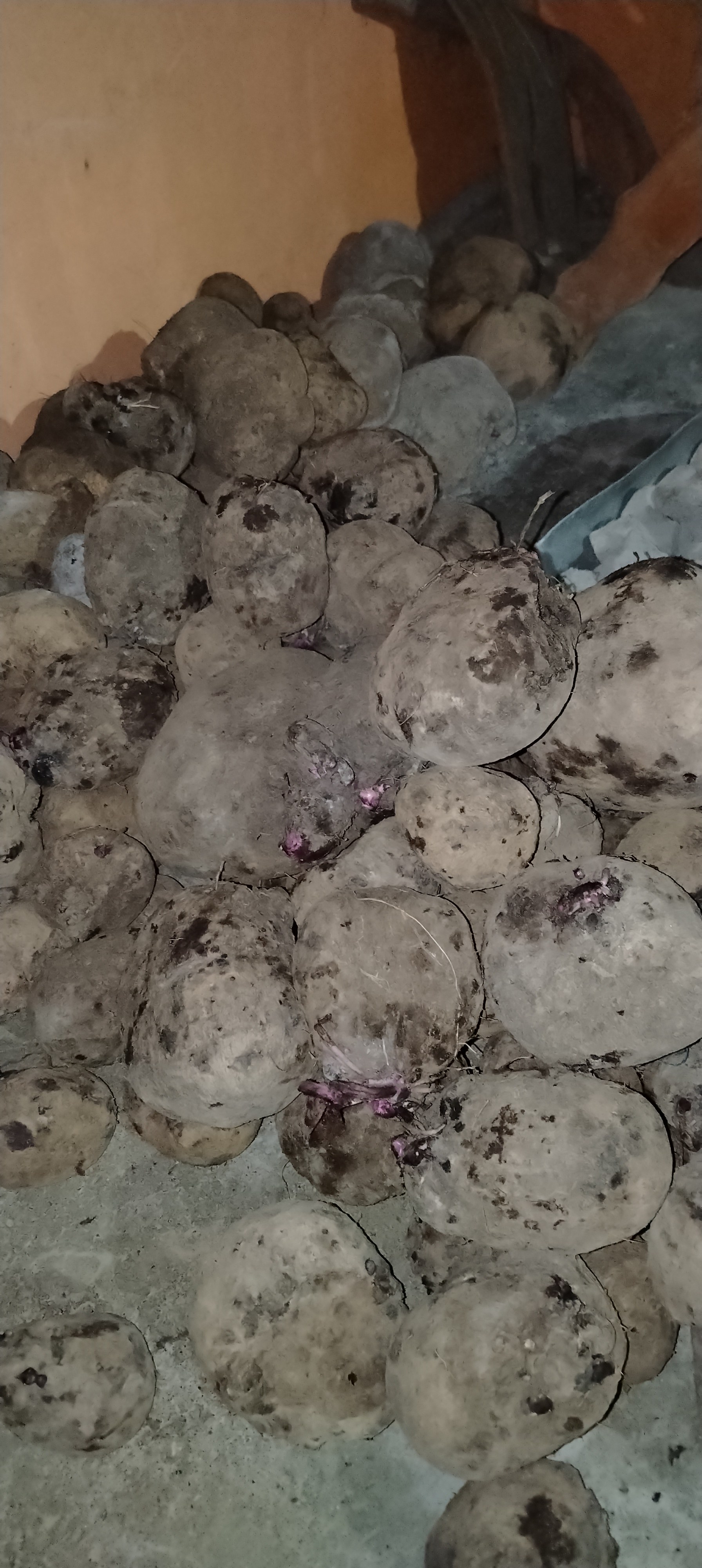 Ube raw photo 2