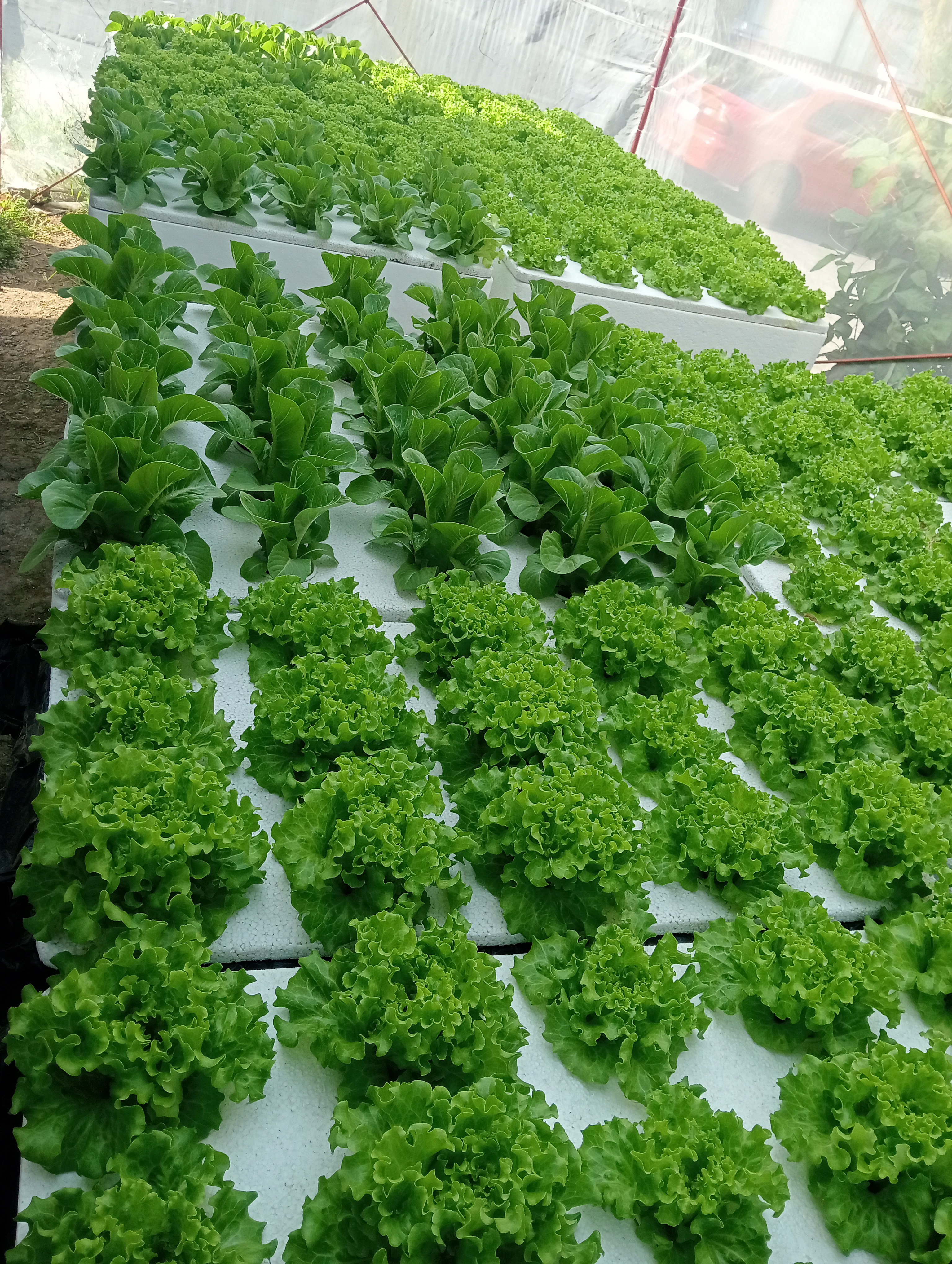 fresh olmetie & Romain variety hydroponically grow photo 6