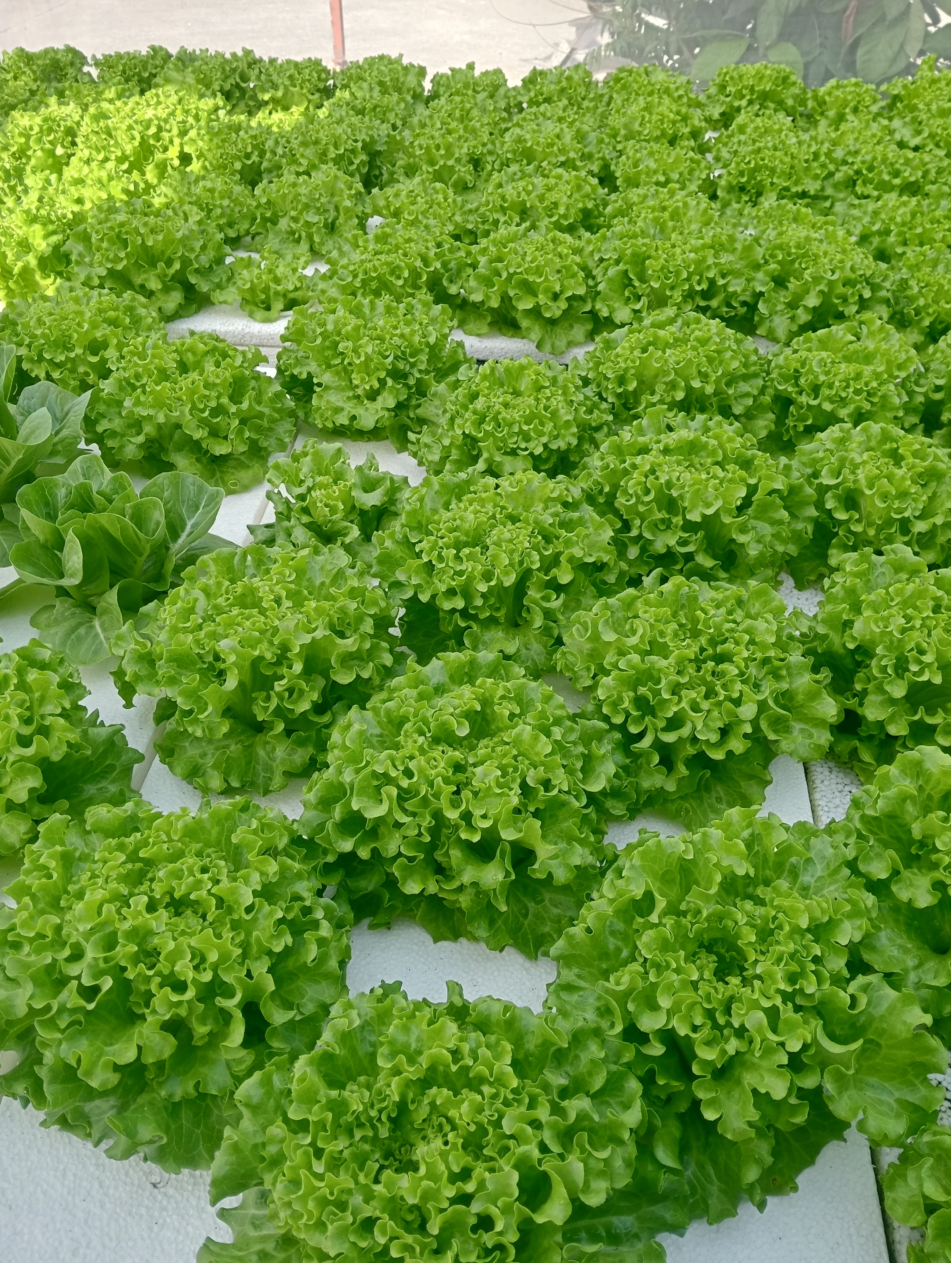 fresh olmetie & Romain variety hydroponically grow photo 4