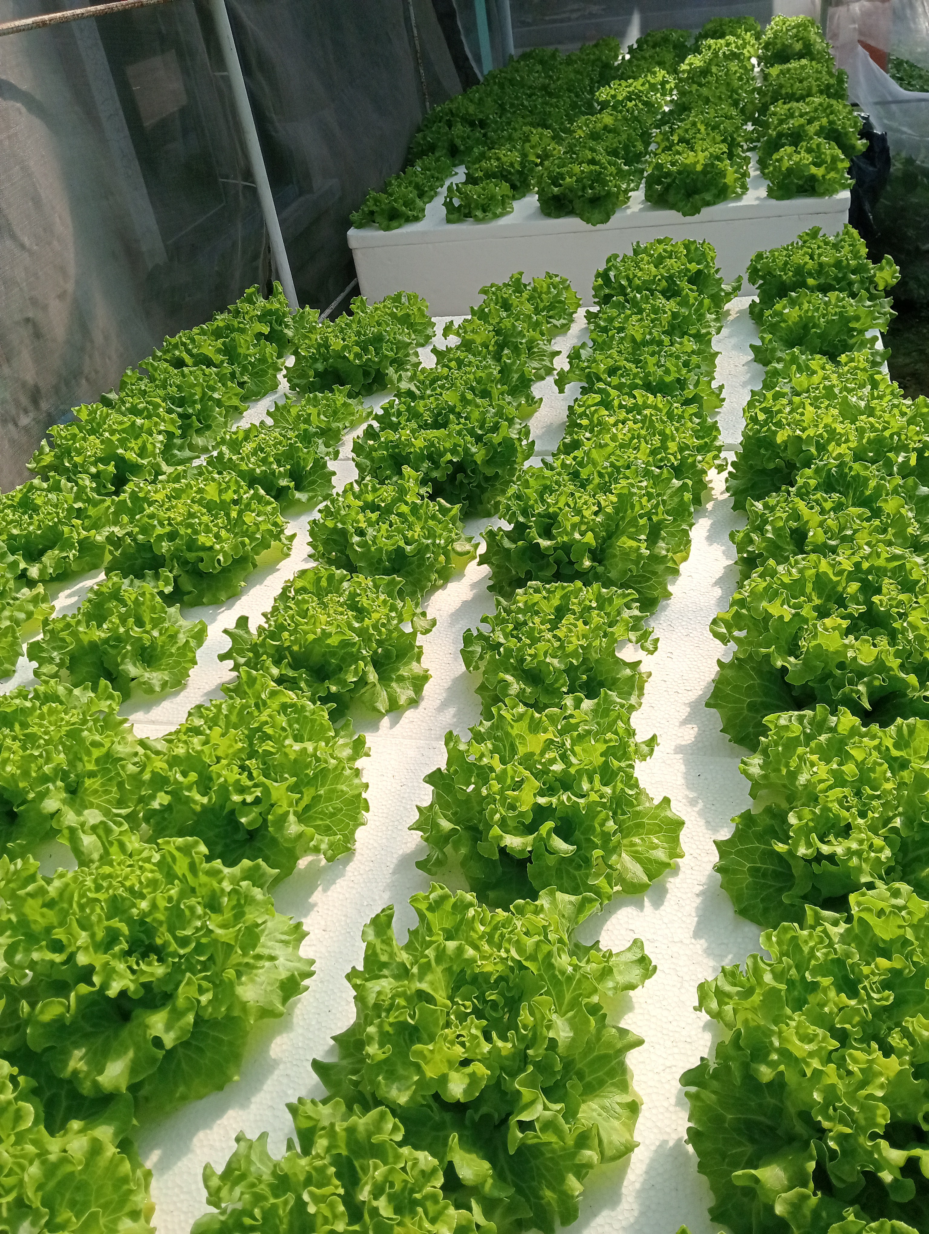 fresh olmetie & Romain variety hydroponically grow photo 5