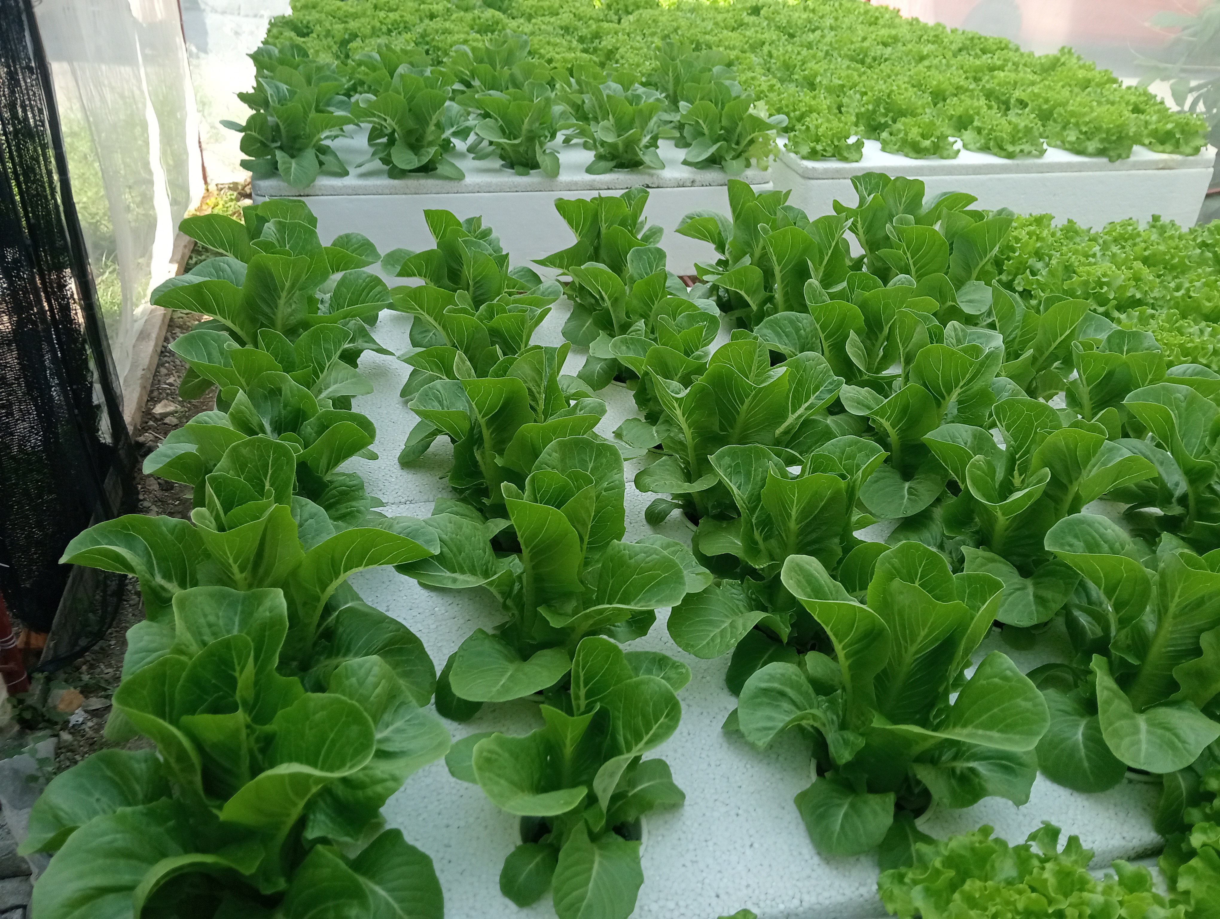 fresh olmetie & Romain variety hydroponically grow photo 2