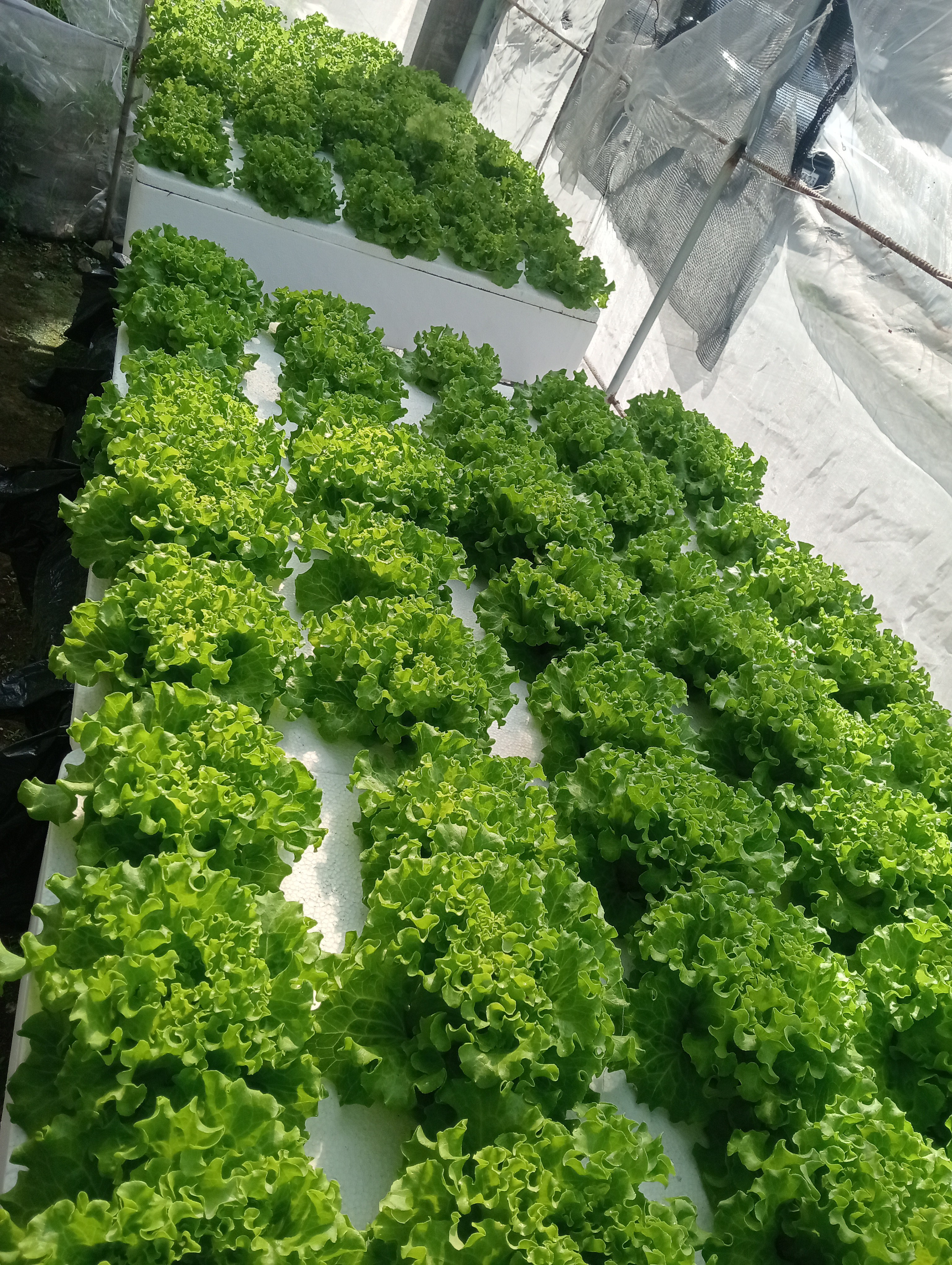 fresh olmetie & Romain variety hydroponically grow photo 3