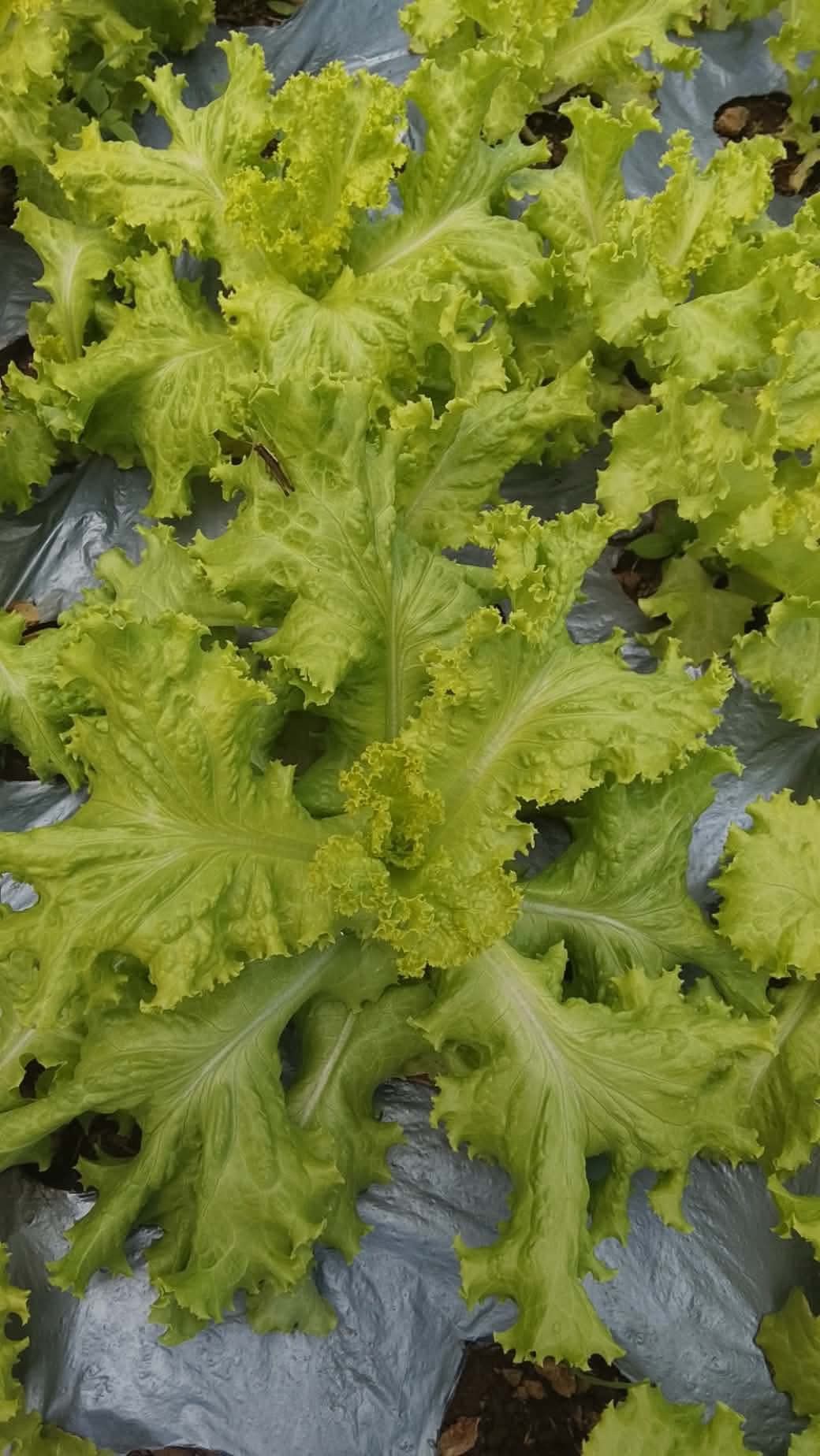 Green Ice Lettuce photo 2