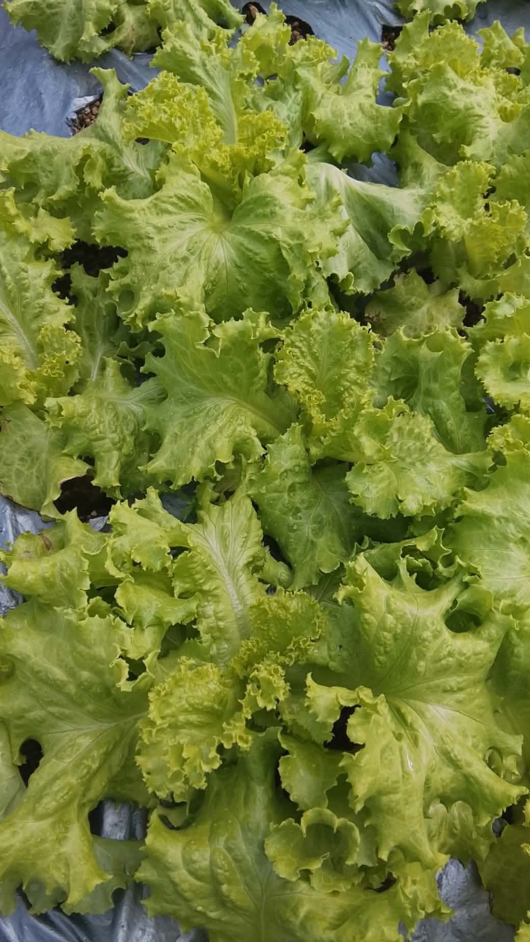 Green Ice Lettuce